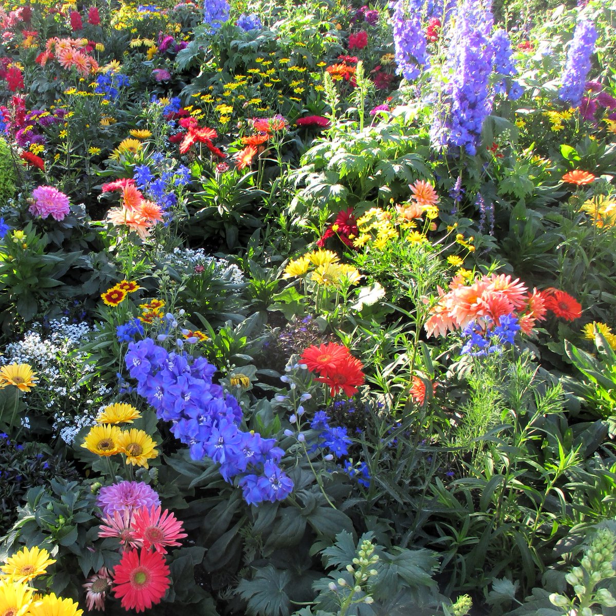 rita_krug's tweet image. happy...
💙🌿💜🌿💛🌿❤️🌿🧡🌿💗
#flowers💐
my📷