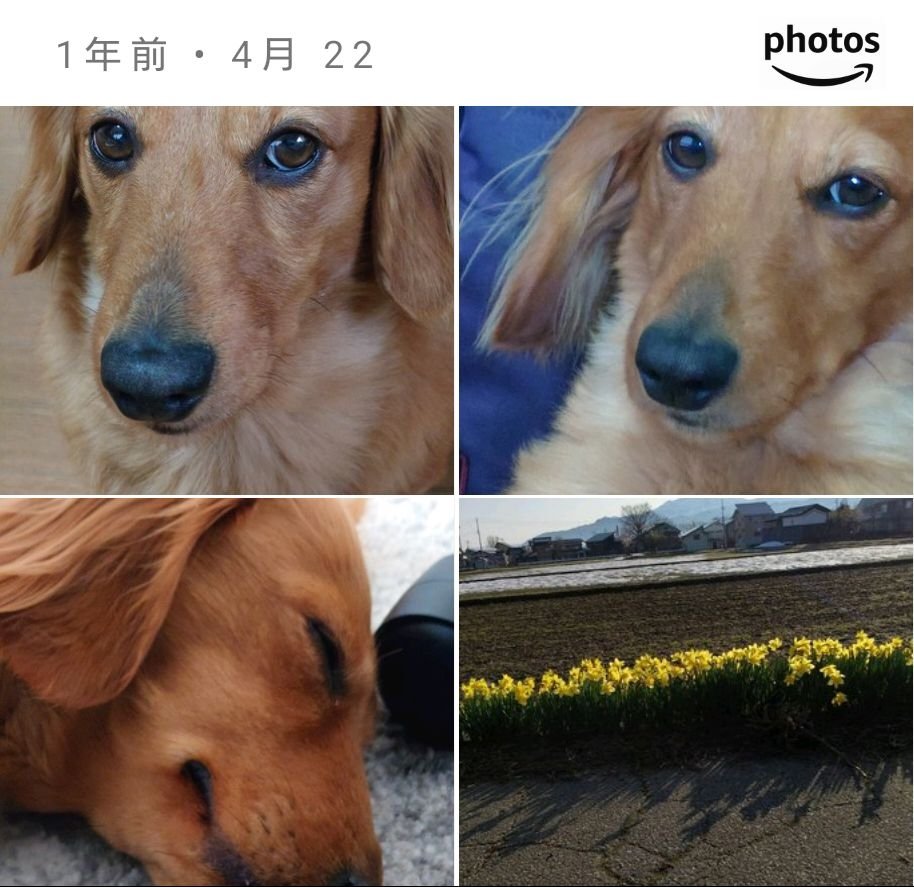 ラッキー tweet media