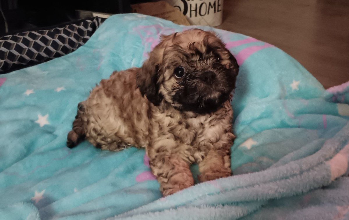 el pescado blanco tweet media