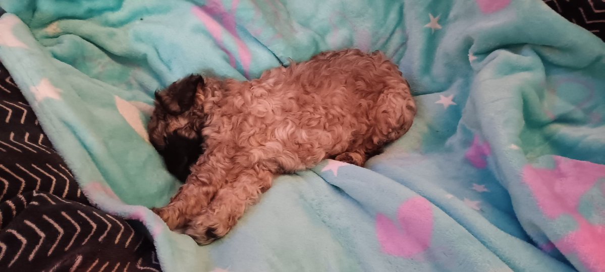 el pescado blanco tweet media