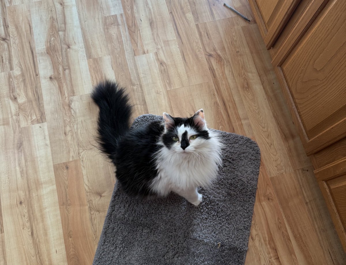 Diana Alastair💚🤍💜 ⚢ ❌❌ tweet media