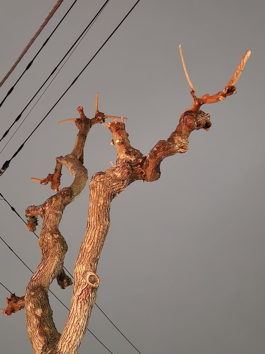 飲んべえ tweet media