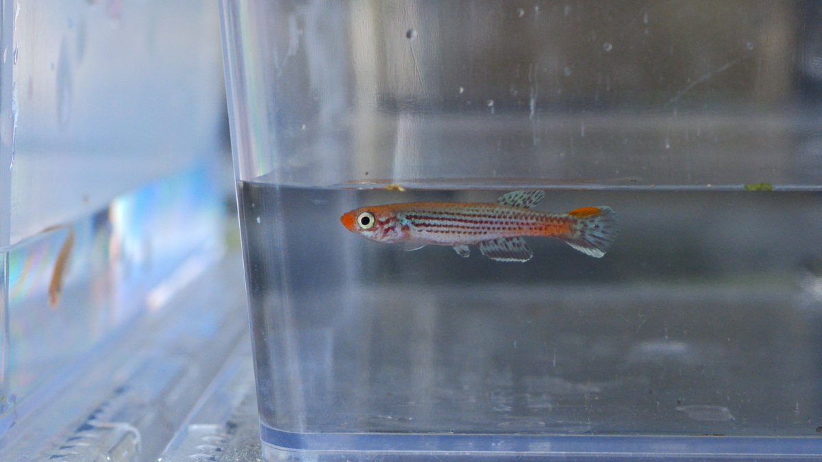 シャイユC ～卵生メダカ beautifulfish25～ tweet media