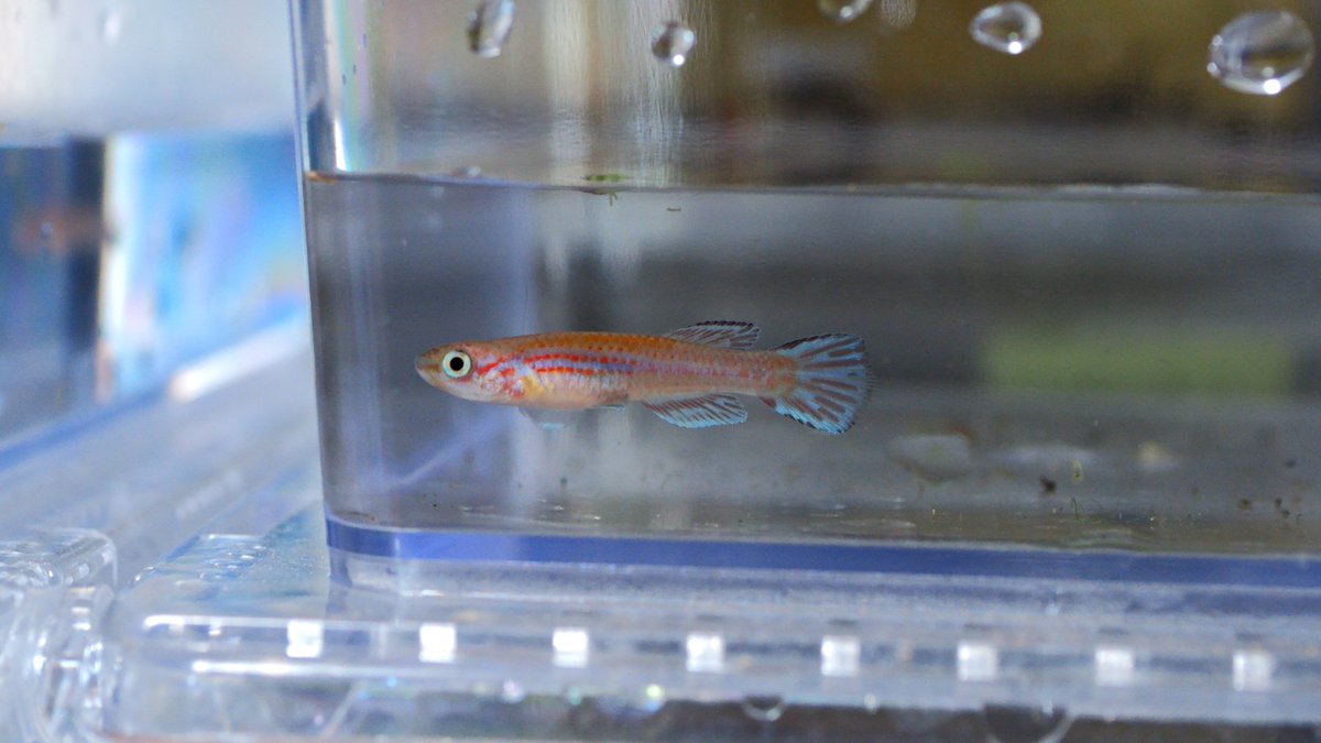 シャイユC ～卵生メダカ beautifulfish25～ tweet media