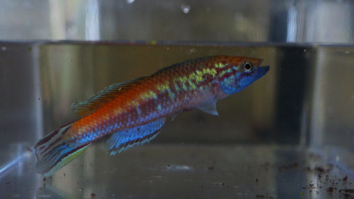 シャイユC ～卵生メダカ beautifulfish25～ tweet media