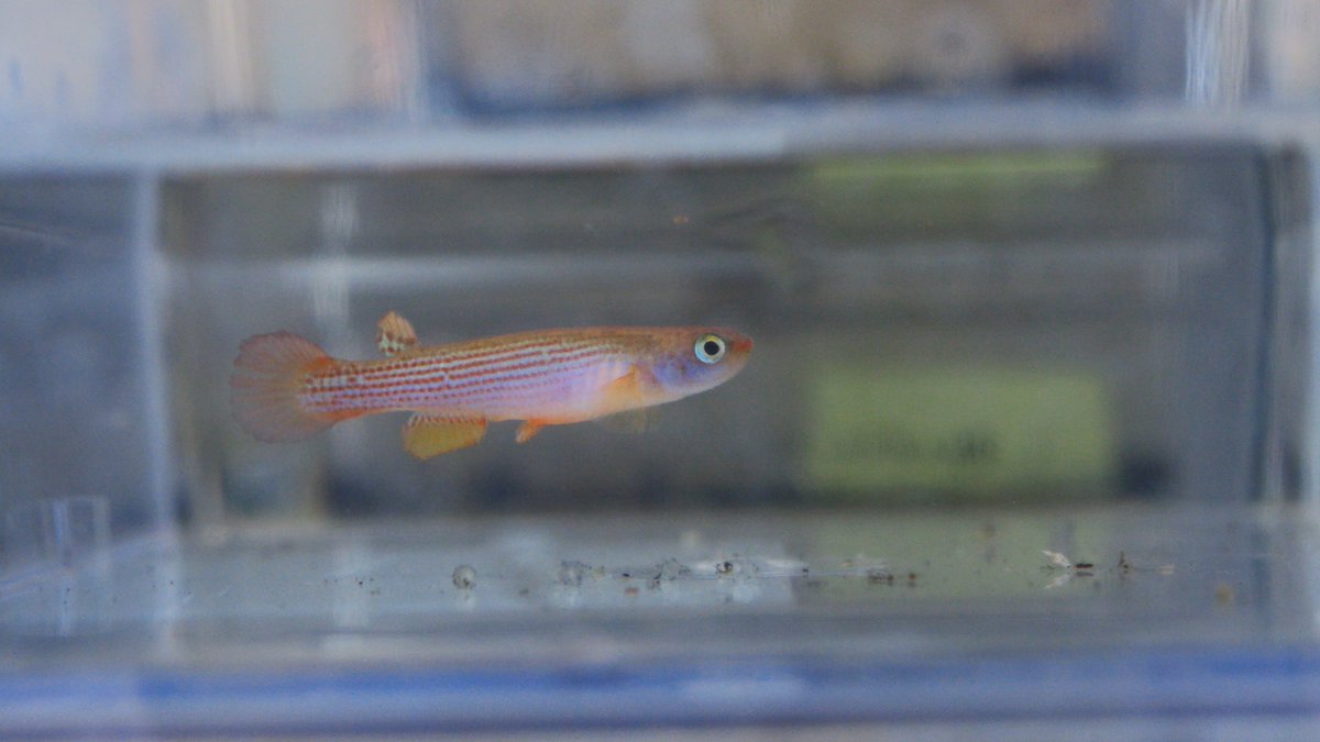 シャイユC ～卵生メダカ beautifulfish25～ tweet media