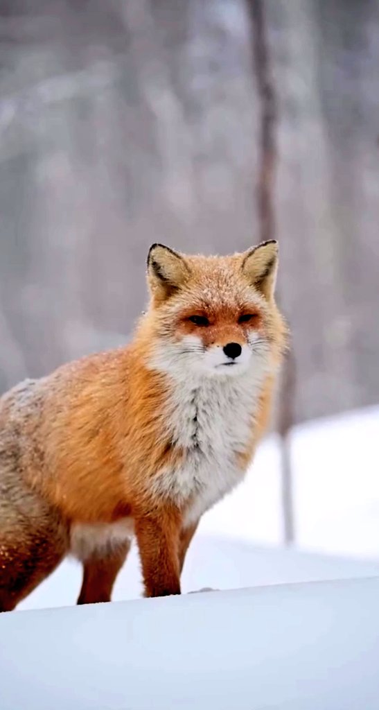 _Sergio_Rebel_'s tweet photo. ๐ค
#Beautifulanimals
#Loveanimals https://t.co/16KhaBPzlE