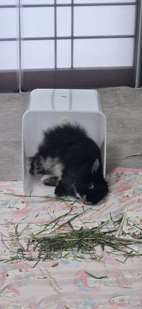 rabbit_uni's tweet photo. 早期発見の甲斐あって病院から帰ってすぐに牧草食べるようになりました！
良かった😭 https://t.co/WvIuylMvzE