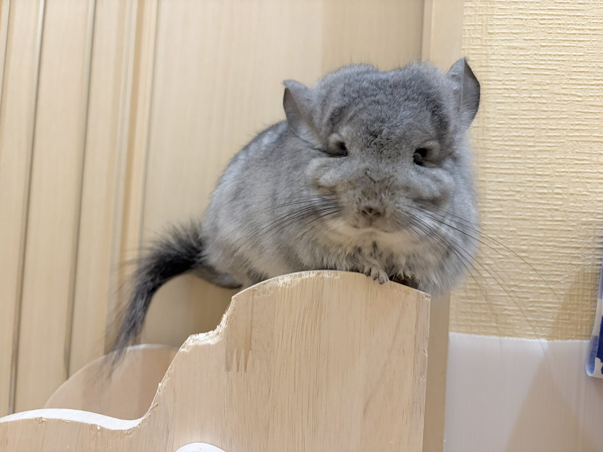 ぴゅあすまいる♪ tweet media