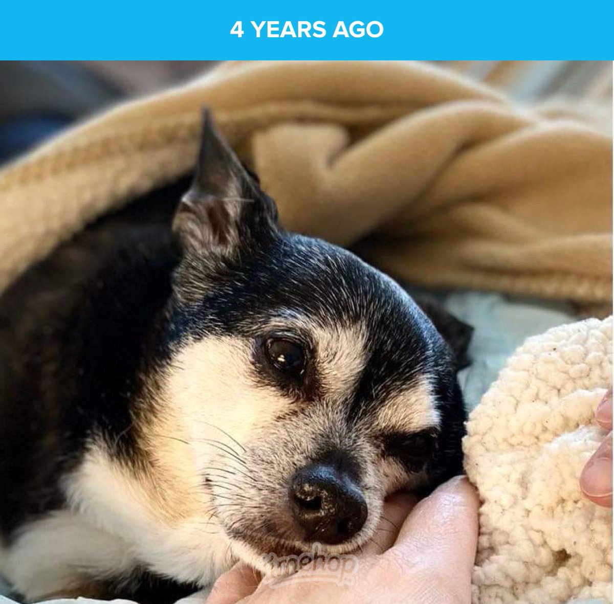 TBonesPrimeCuts's tweet photo. 4 years ago Buddy crossed over. 

It doesn’t seem that long because I get to keep his memory alive over at @SirBudford.

To understand how much we all loved him & how he looked out for me, please read this piece by his mom, @SilverFoxyWise:
https://t.co/vbmUQrwOV4

I had brain surgery & 2 strokes in 2018. I’ve only seen family, doctors & cashiers since then. Buddy became my “in-person” best friend. It was unexpected. He outwardly was only sick a week.

(Still haven’t seen a friend in person since 2017.)

1 small dog, 3 hearts broken. Buddy knew his place in our pack was to watch over ME. He truly helped in my recovery. He knew! ❤️

#Buddy #Love #AdoptDontShop #dogsoftwitter #RatTerrierChihuahua #RatTerrier #Chihuahua #Dogs #treats #RainbowBridge #SpiritOfBuddy 🌈 🐶