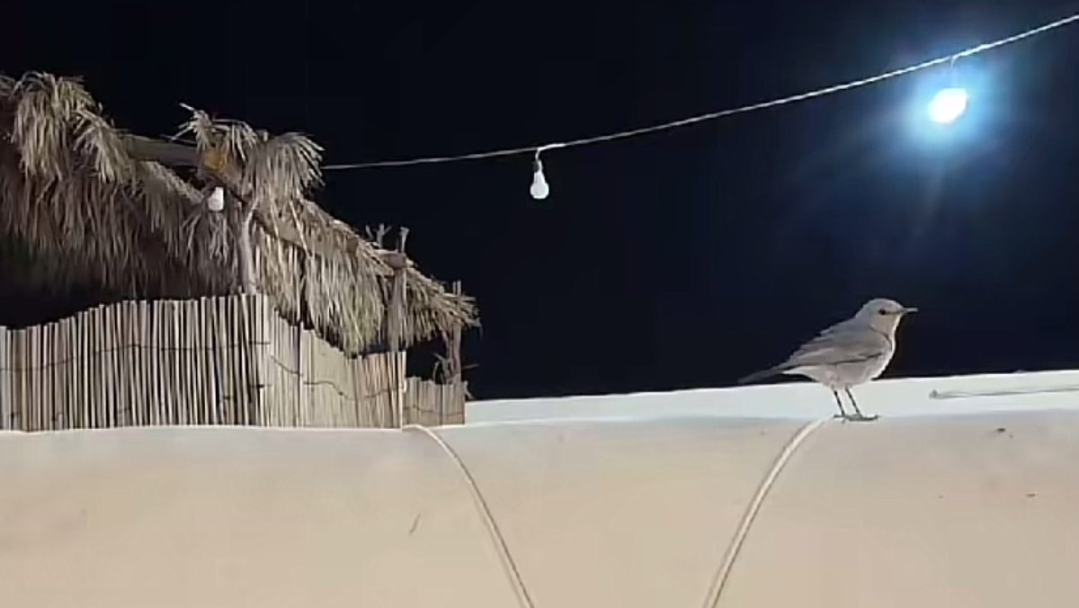 ألطاف tweet media