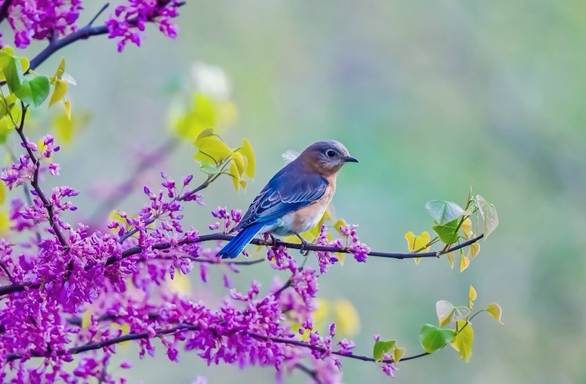 chandanaroy24's tweet image. When you catch a Bluebird perched among the lilac flowers of a blooming tree on a bright spring morning. 
#EasternBluebird #Birdwatching #IndiAves #birdphotography #ThePhotoHour #nature #TwitterNatureCommunity #BirdsSeenIn2026 #springtime #EasternRedbudTree