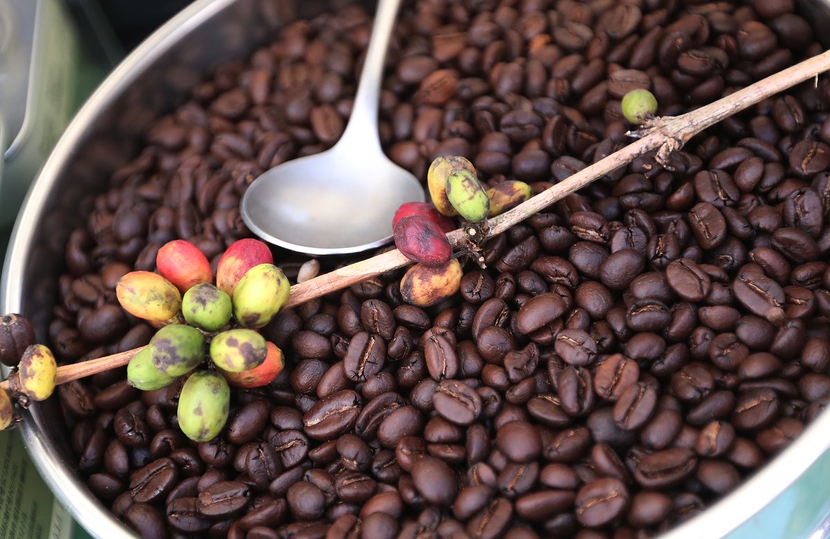 ChinaDaily's tweet image. Yunnan #coffee ☕️ is getting a major upgrade!

Scientists at the Kunming Institute of Botany found natural fungi in coffee cherries can boost sweetness and add vanilla-cinnamon notes — helping local beans reach "specialty coffee" status. bit.ly/4tp5Axg
