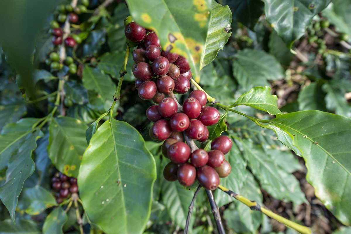 ChinaDaily's tweet image. Yunnan #coffee ☕️ is getting a major upgrade!

Scientists at the Kunming Institute of Botany found natural fungi in coffee cherries can boost sweetness and add vanilla-cinnamon notes — helping local beans reach "specialty coffee" status. bit.ly/4tp5Axg