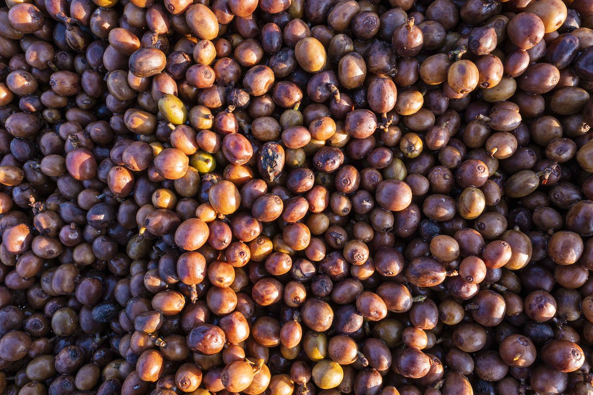 ChinaDaily's tweet image. Yunnan #coffee ☕️ is getting a major upgrade!

Scientists at the Kunming Institute of Botany found natural fungi in coffee cherries can boost sweetness and add vanilla-cinnamon notes — helping local beans reach "specialty coffee" status. bit.ly/4tp5Axg