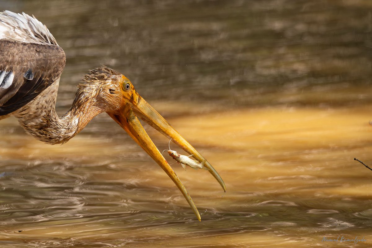 Namalkamalgoda's tweet photo. As the waterholes are drying up, it's a feedy frenzy for the birds as they feast on the trapped fish and frogs
#srilanka #wilpattu #canonwildlife #birdsofsrilanka #paintedstork https://t.co/67jz5AEtuC