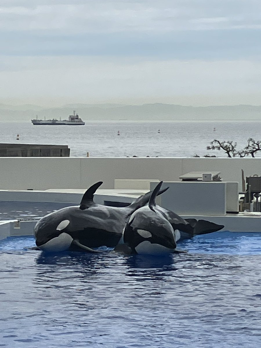 キャプテン・ラティハート垢 tweet media