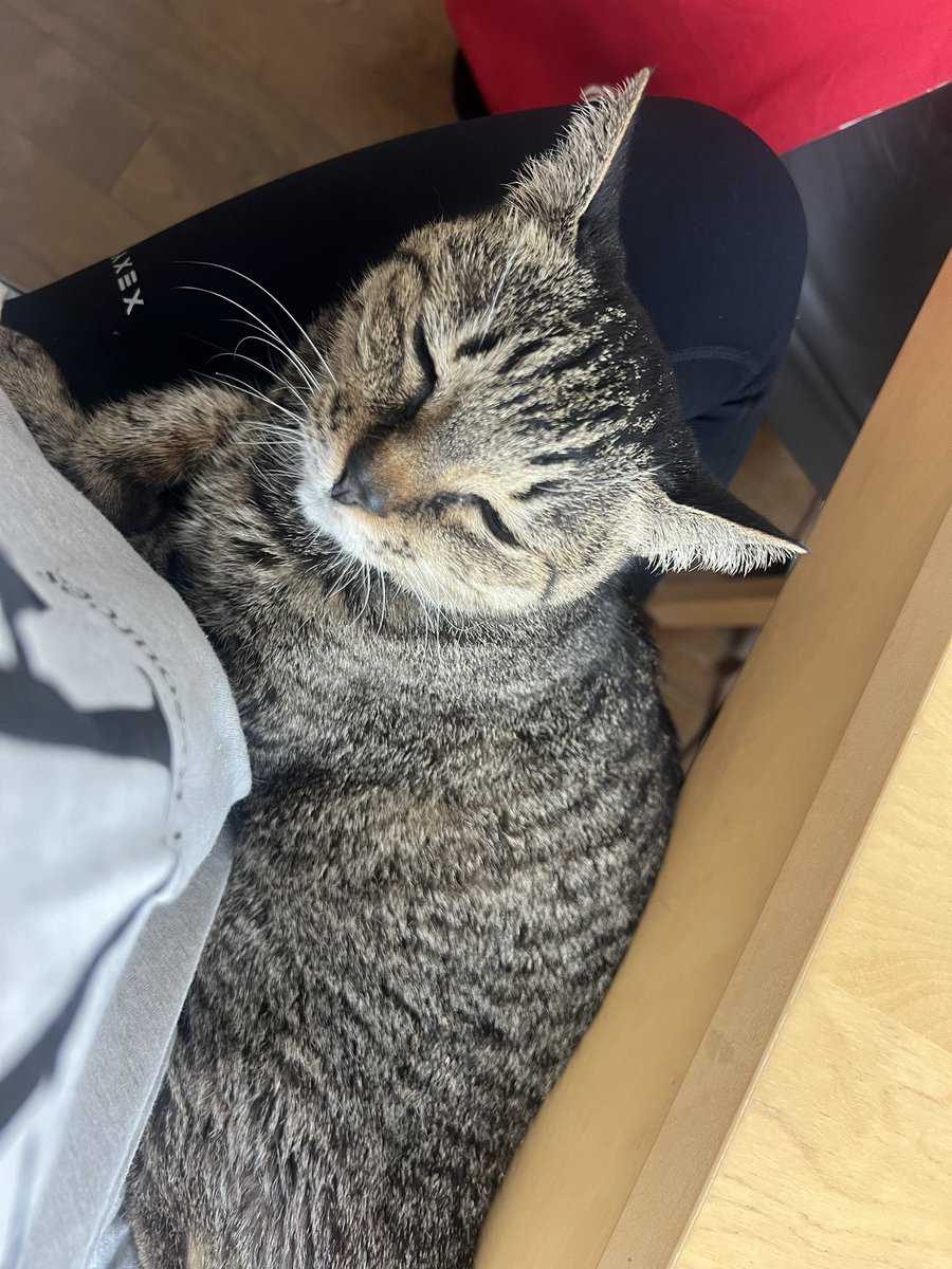 Momoko Iijima tweet media