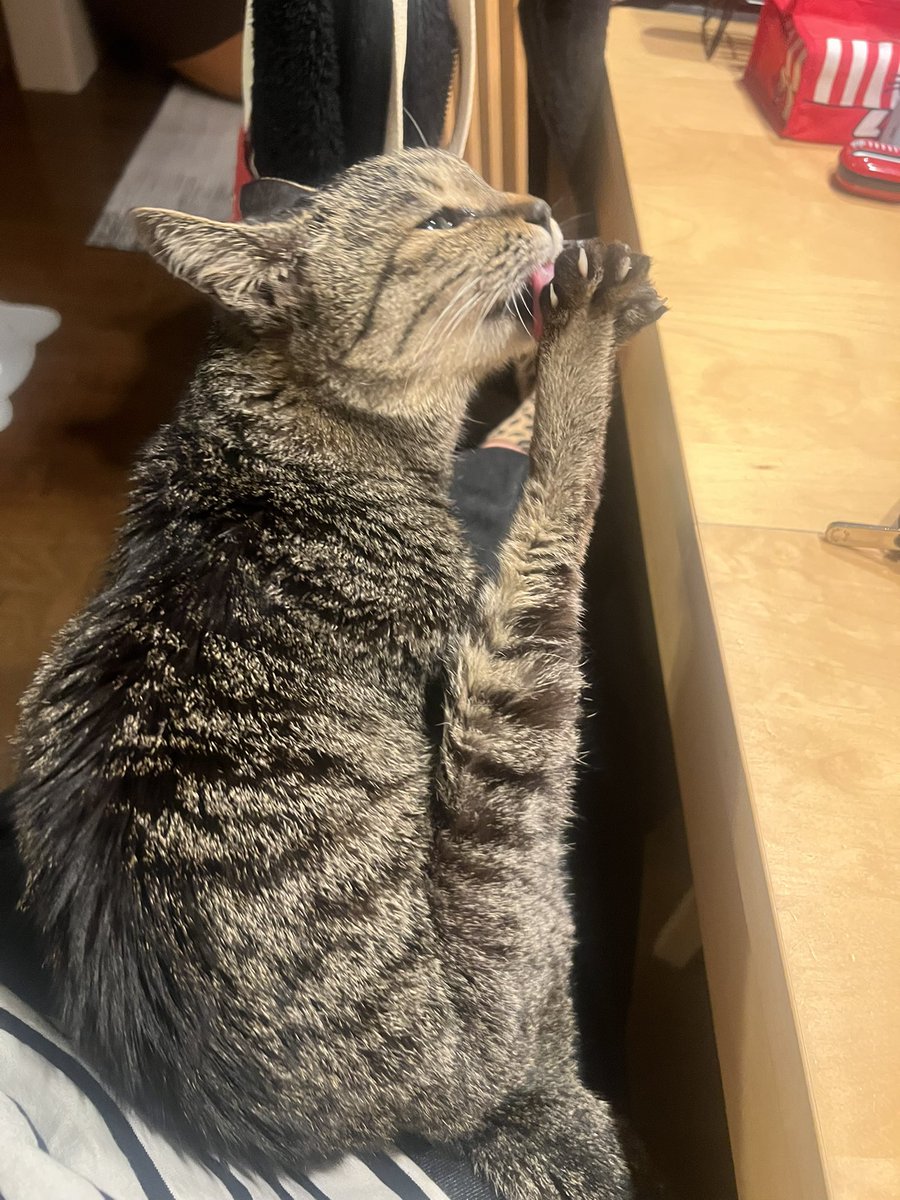 Momoko Iijima tweet media