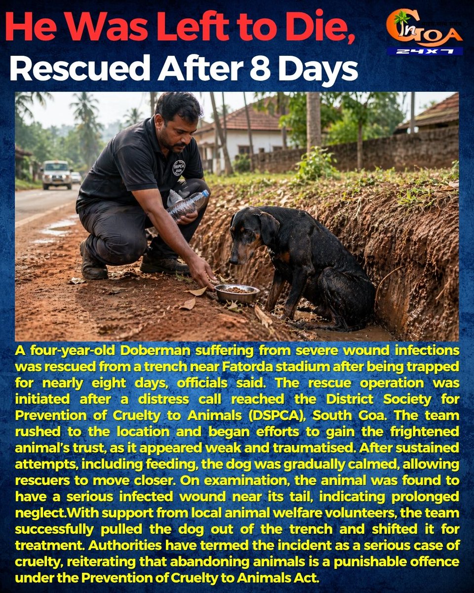 InGoa24x7's tweet image. A four-year-old Doberman, allegedly abandoned due to illness, was rescued from a trench near Fatorda stadium after being trapped for nearly eight days.
.
.
#Goa #GoaNews #Doberman #Saved #Rescue #Animal