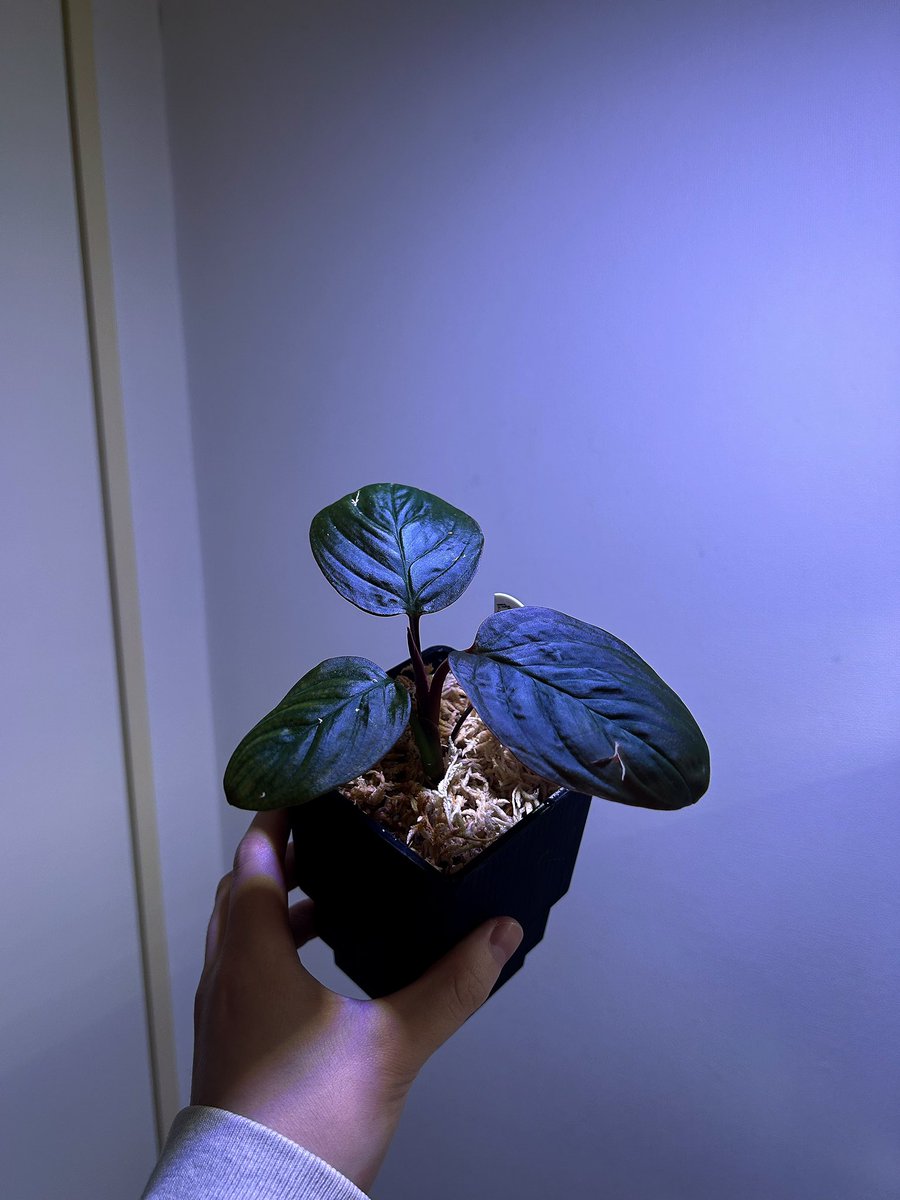 Avi Plants (アヴィプランツ) tweet media