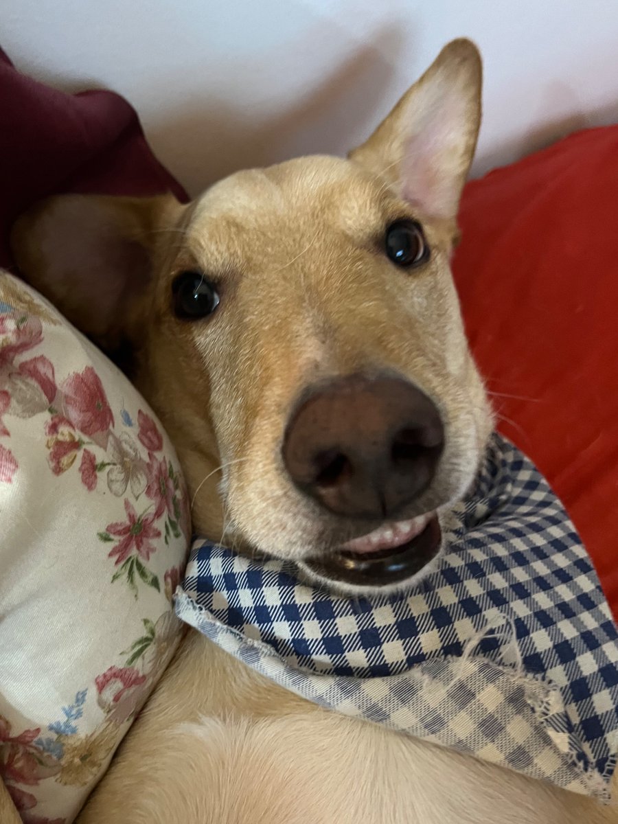 23:01

como pode eu estar triste e olhar ele e ele tá com essa cara de bobo idiota lindo xexelento