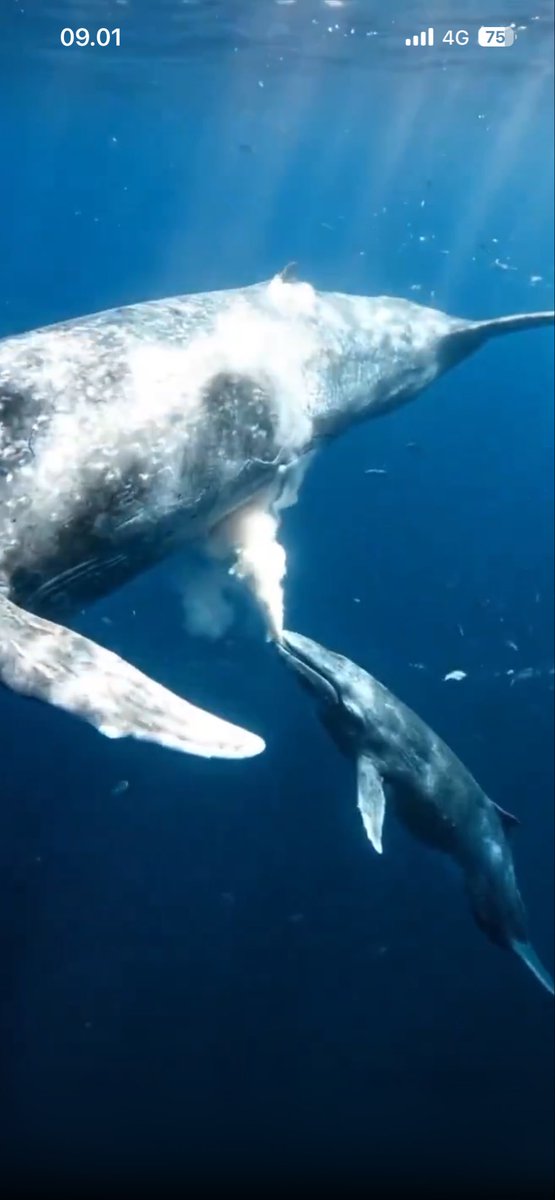 Queen :D ☯️ tweet media