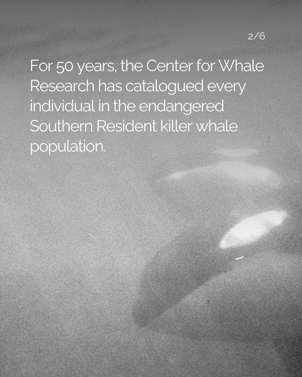 Pearl Jam tweet media