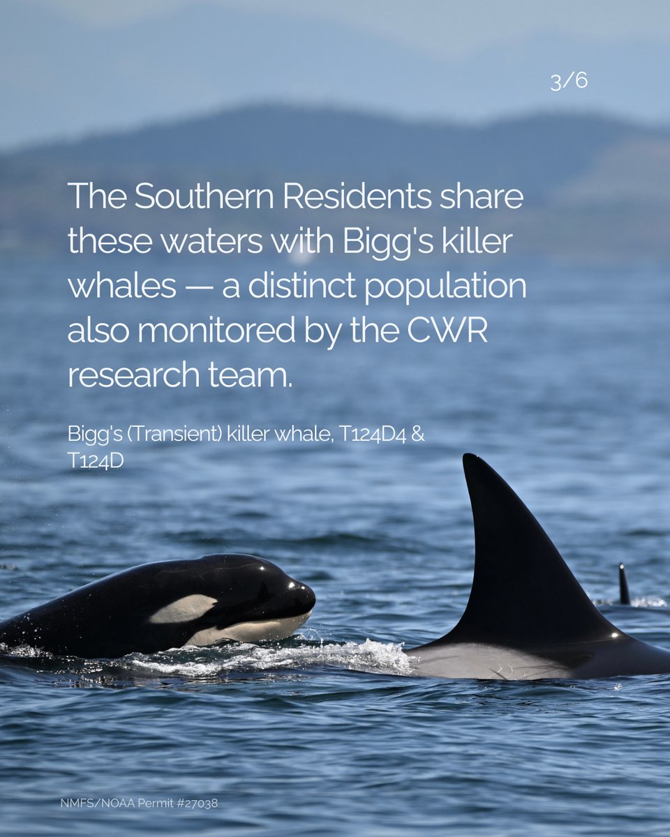 Pearl Jam tweet media