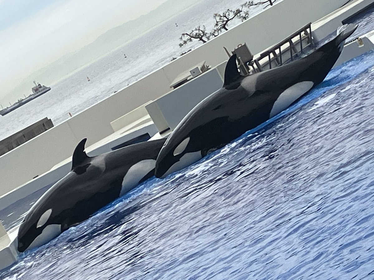 キャプテン・ラティハート垢 tweet media