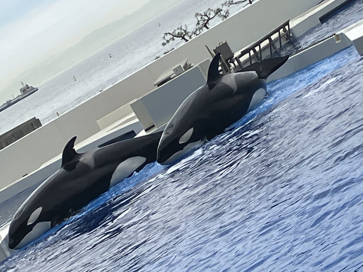 キャプテン・ラティハート垢 tweet media