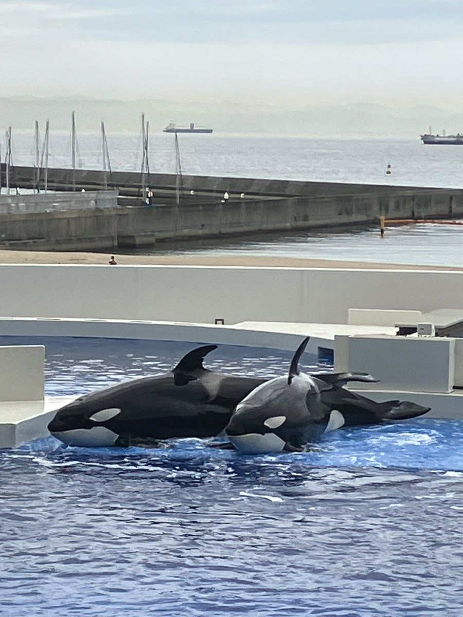 キャプテン・ラティハート垢 tweet media