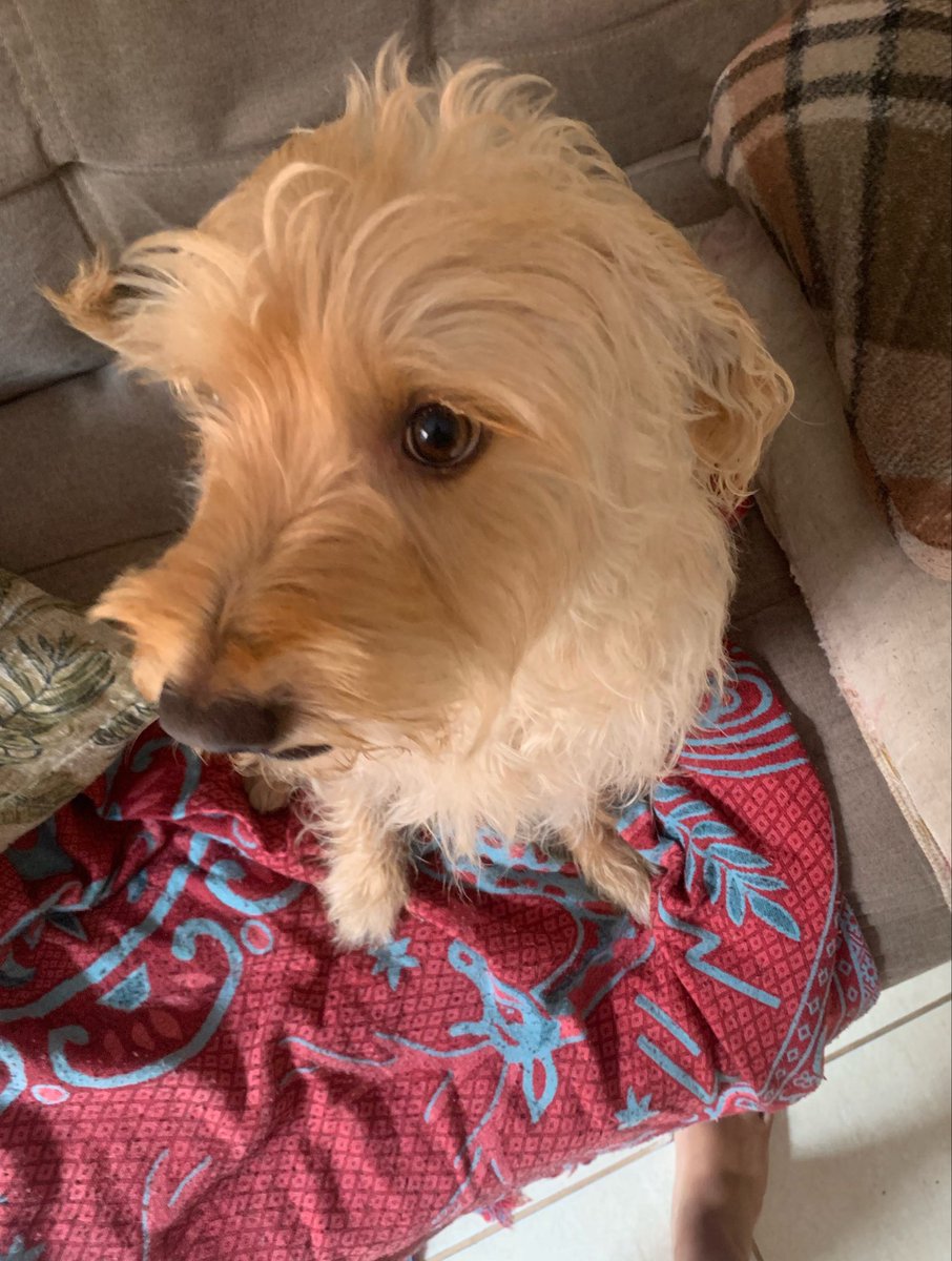 ♱ helo alfa lúpus ⁷ tweet media