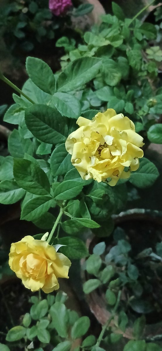 Stunningnatures's tweet photo. #rose https://t.co/tNmGjm16QA