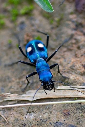 Manoranjan Dash tweet media