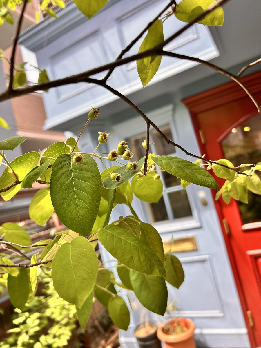 4月22日
~A&amp;A STORE TOKYO OPEN！~

11:00~16:00までの営業です☀️
(閉店の30分前まで入店可能)

今月は今日、明日で営業で最後となります♪
手ぬぐいに描かれているジューンベリーも膨らんできました。ご来店の際にはお庭もぜひご覧下さい🌿

スタッフ一同ご来店をお待ちしております🌷