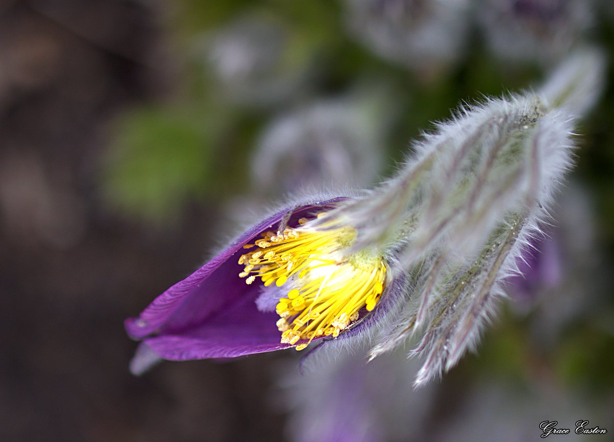 GraceOnFire2's tweet image. Silver-furred and waking early,
the Pasque flower bows its head.
Deep purple velvet guards a golden sun,
unfolding while the world still sleeps
beneath a winter's frost.
A quiet bloom for a rising spring.

Pasque Flower

#photography #Naturephotography #flowers #Spring #gardening