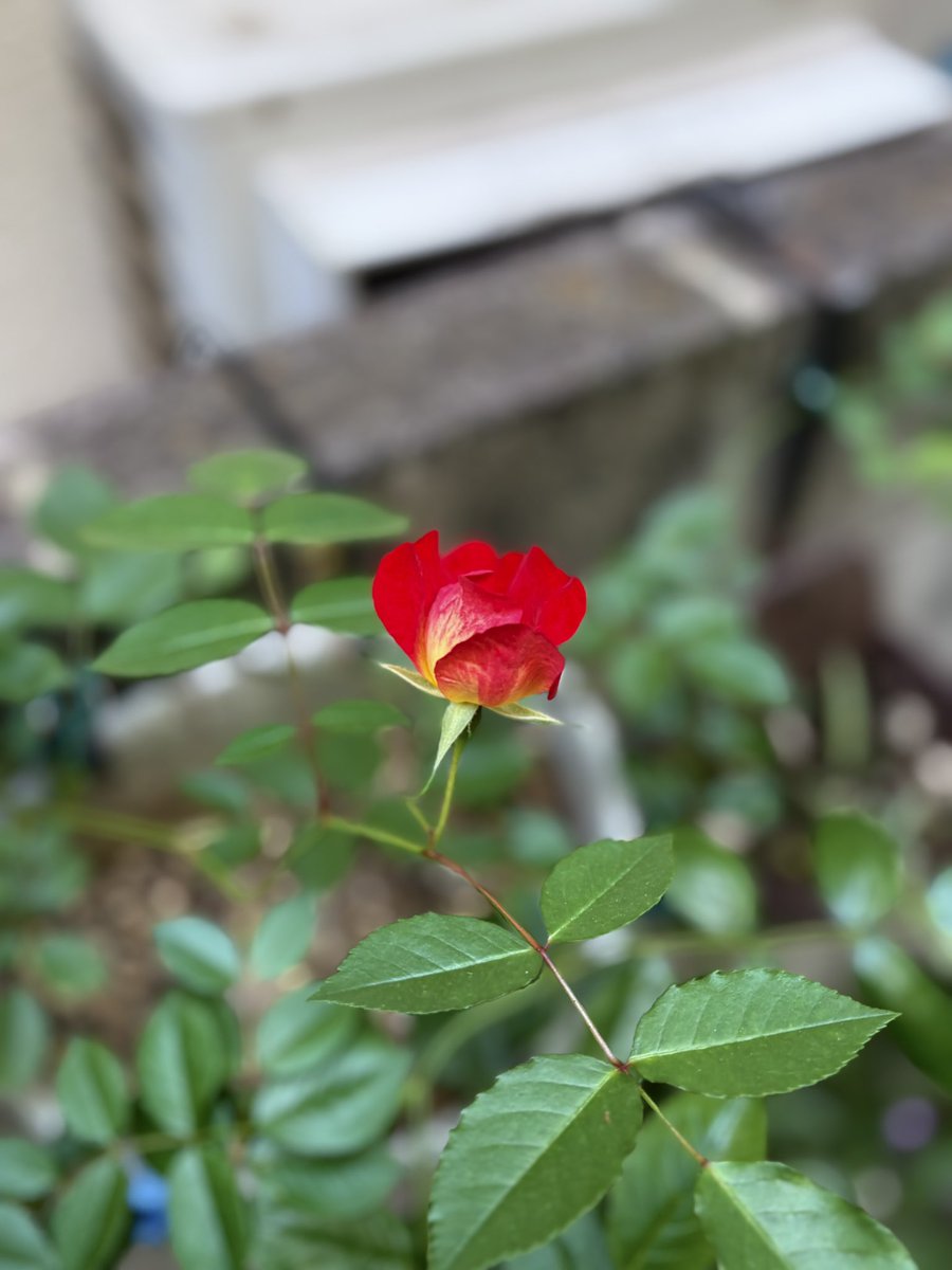 助川 太郎　𝕋𝕒𝕣𝕠 𝕊𝕦𝕜𝕖𝕘𝕒𝕨𝕒 tweet media