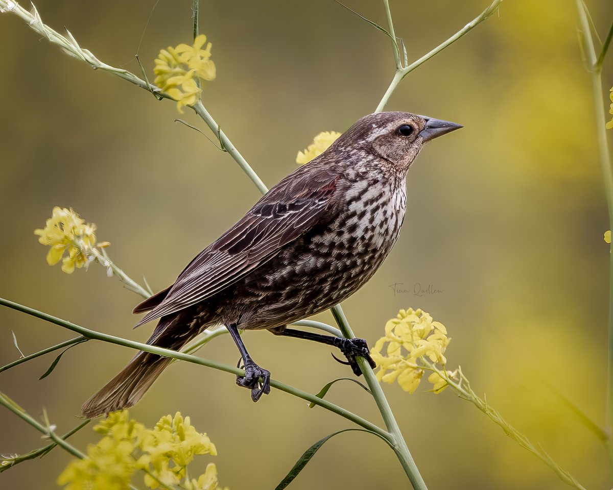 aHeartSoFull's tweet image. Photo Dump Day 6

Are you all good with a few more days of small birds?

#1 - Female Red-winged Blackbird  
#2 - Rock Pigeon   
#3 - Northern Shrike  
#4 - Dark-eyed Junco      

#smallbirds #nature #birdphotography