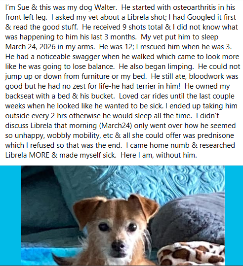 badpetmeds's tweet photo. The list of victims of this horrible injection called Librela seems to be never-ending. RIP Walter. πππ’
#RecallLibrela #SayNoToLibrela https://t.co/crIuxV2DCQ