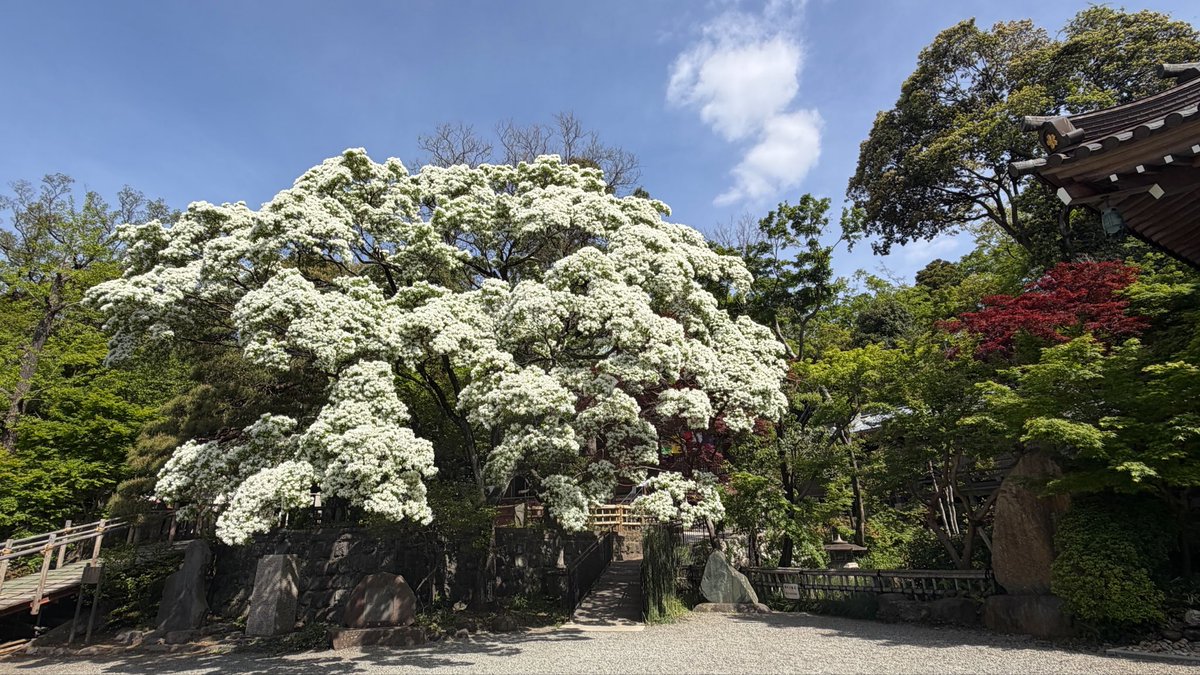 浮岳山 深大寺【公式】 tweet media