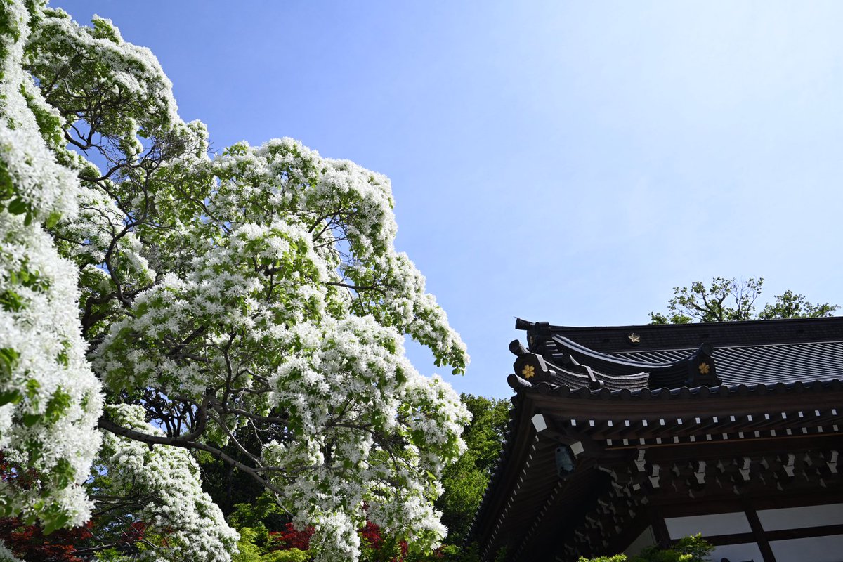 浮岳山 深大寺【公式】 tweet media