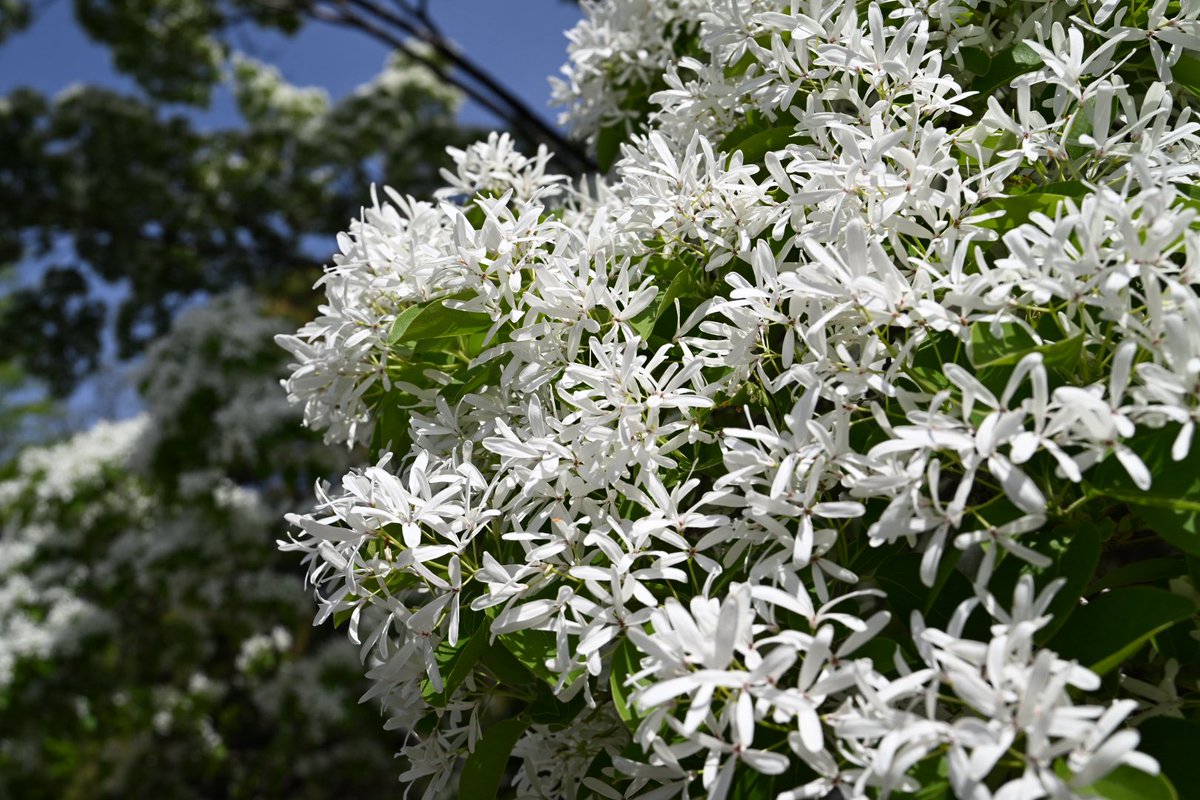 浮岳山 深大寺【公式】 tweet media