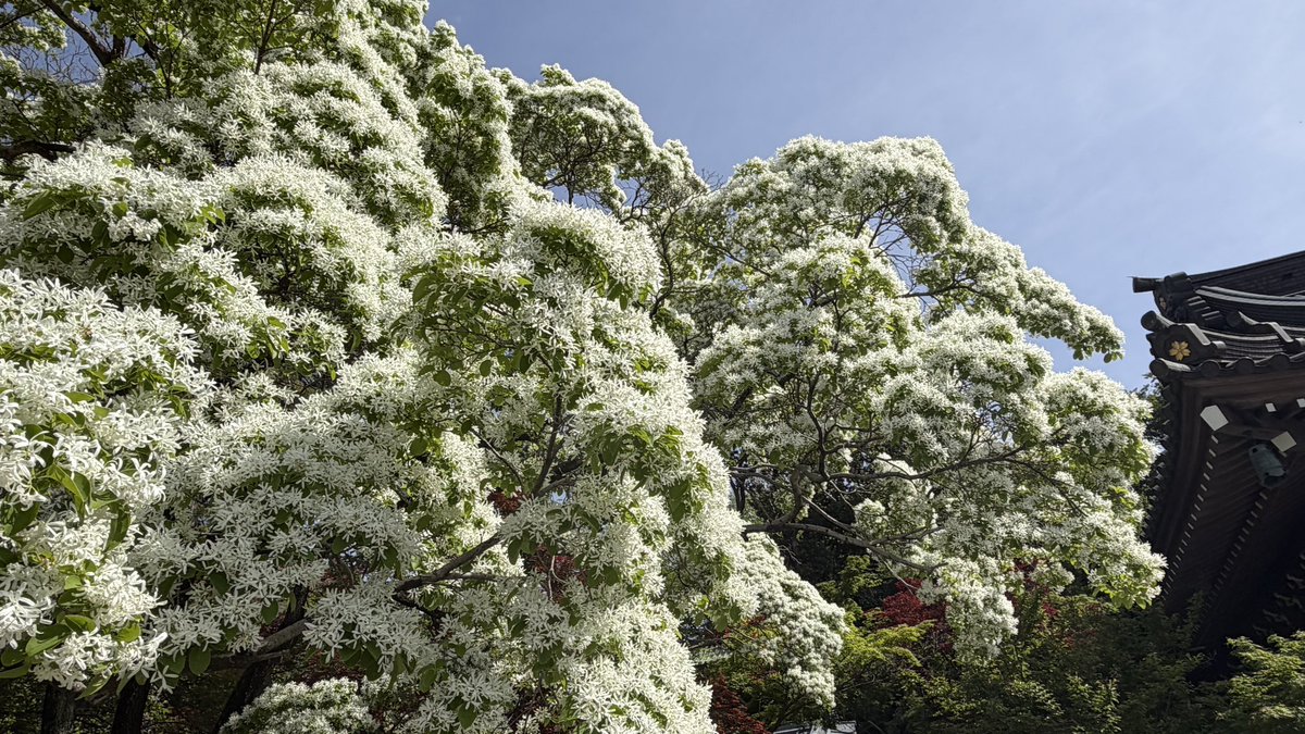 浮岳山 深大寺【公式】 tweet media