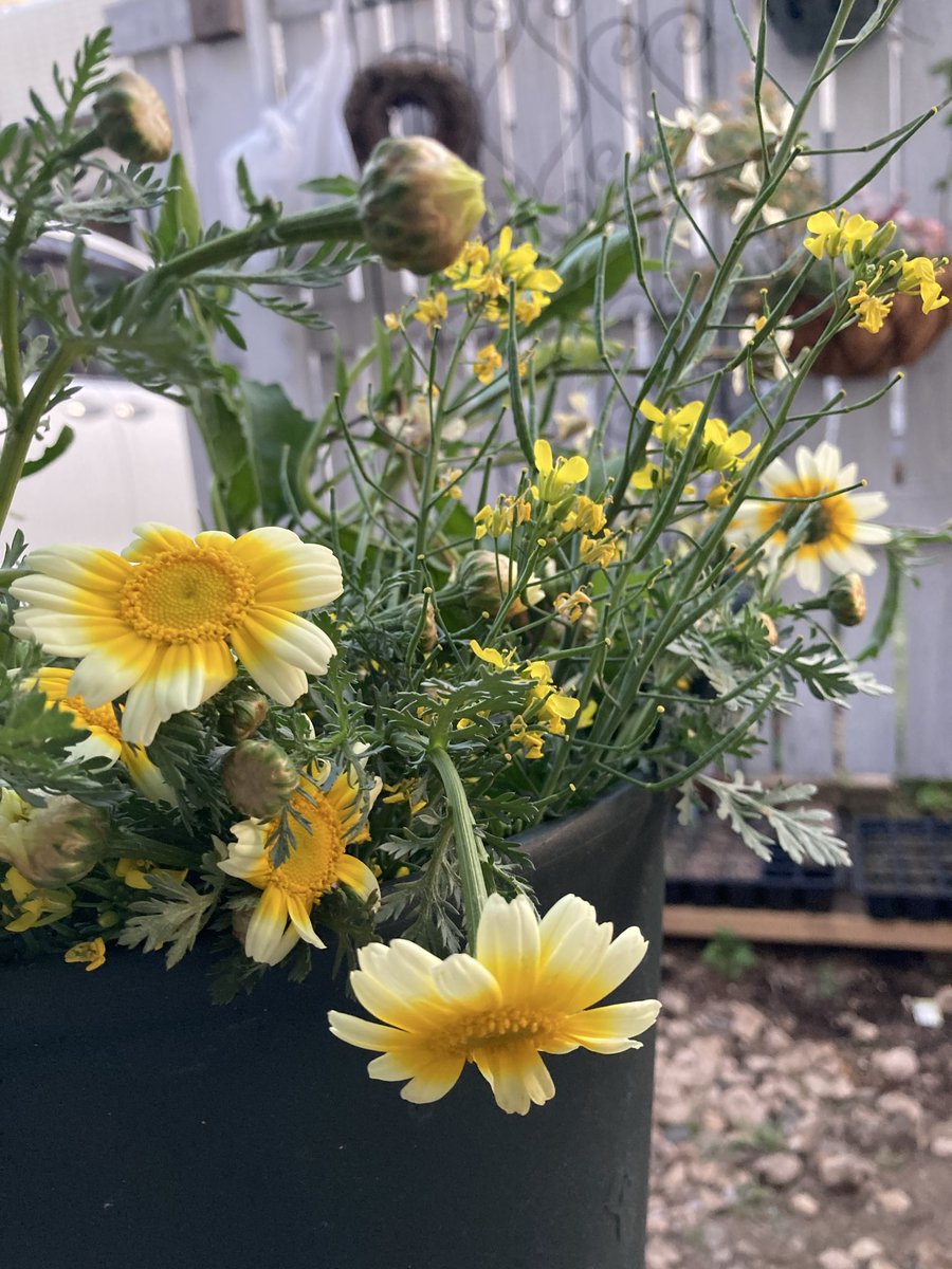 こなすちゃンチ tweet media