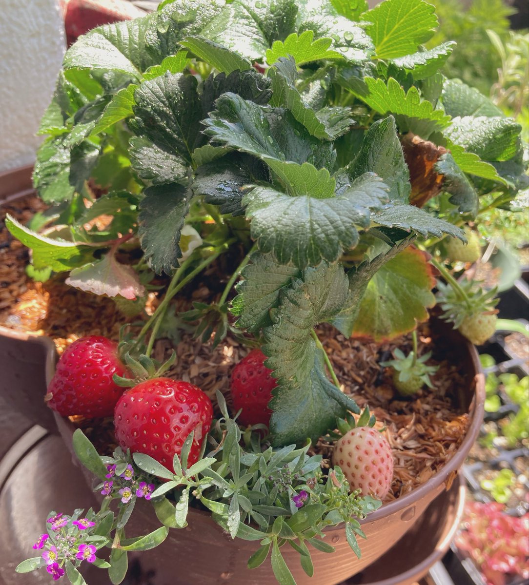 こなすちゃンチ tweet media