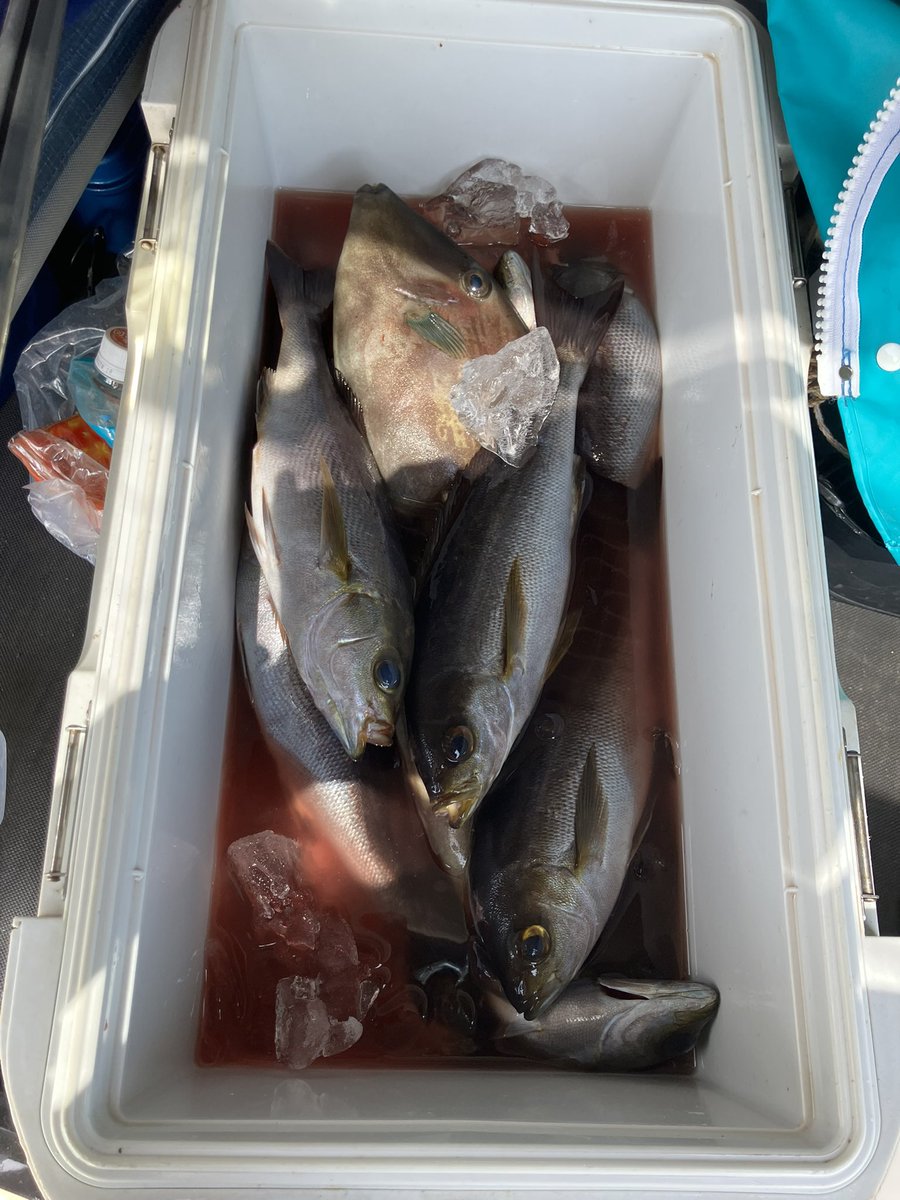 ランディF★人生向い風🥶 tweet media