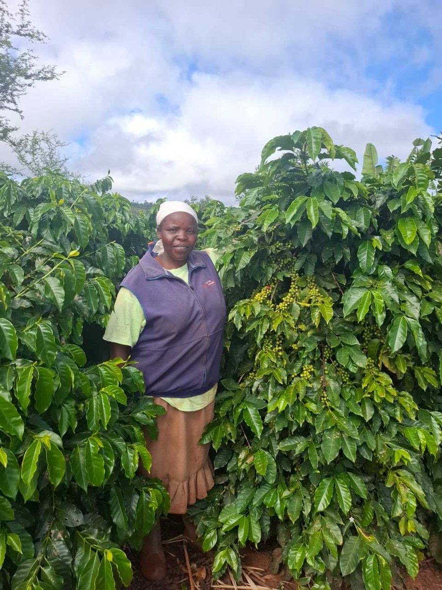 zimbabwewriter's tweet image. Zimbabwe’s coffee sector is recovering, led by smallholder farmers. However, access to EU markets now depends on meeting strict deforestation and traceability requirements.

Read more: zimbabwenow.co.zw/articles/22283…

#Zimbabwe #Coffee #Agriculture #Sustainability #EU #Trade