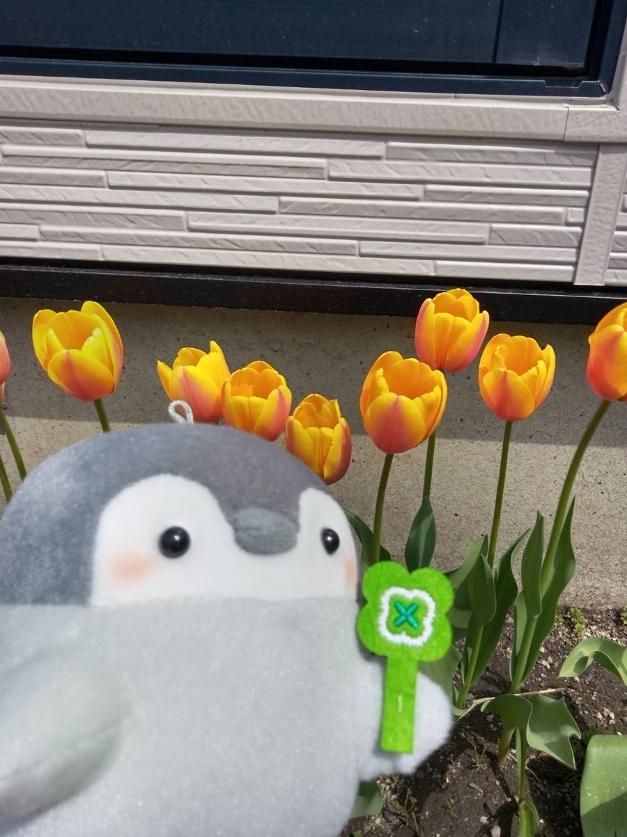 むにゃんこ tweet media