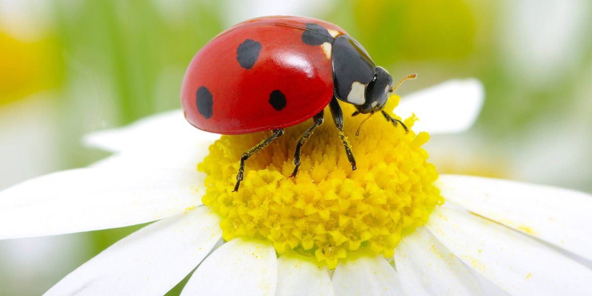 SamCal007's tweet photo. I mean...I could jump on here and complain. Tell you all the details of my personal life, my opinions on the world, or the weather, etc... but check out this cool pic of a ladybug. Found it on Google. Pretty neat, huh? 

I miss those kinda posts. 💜 https://t.co/4qOEBADOUu